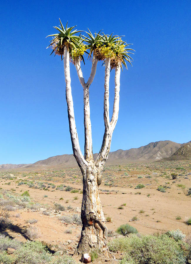 Aloidendron pillansii Aloidendron pillansii cresce fra Namibia e Sudafrica, in deserti che superano 50 °C, dove raggiunge i 12 m d’altezza e 300-450 anni d’età.