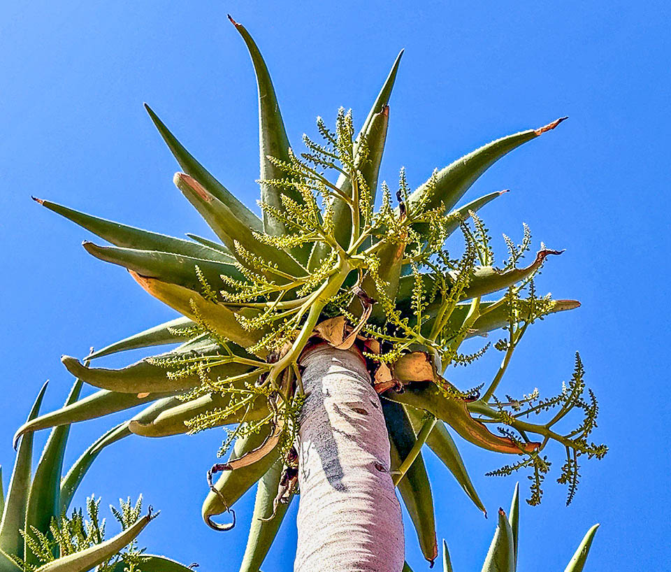Aloidendron pillansii L’infiorescenza di Aloidendron pillansii, pendente fra le foglie più basse, è una pannocchia di circa 50 cm che porta anche 30 fiori ricchi di nettare per attirare formiche, api e uccelli.