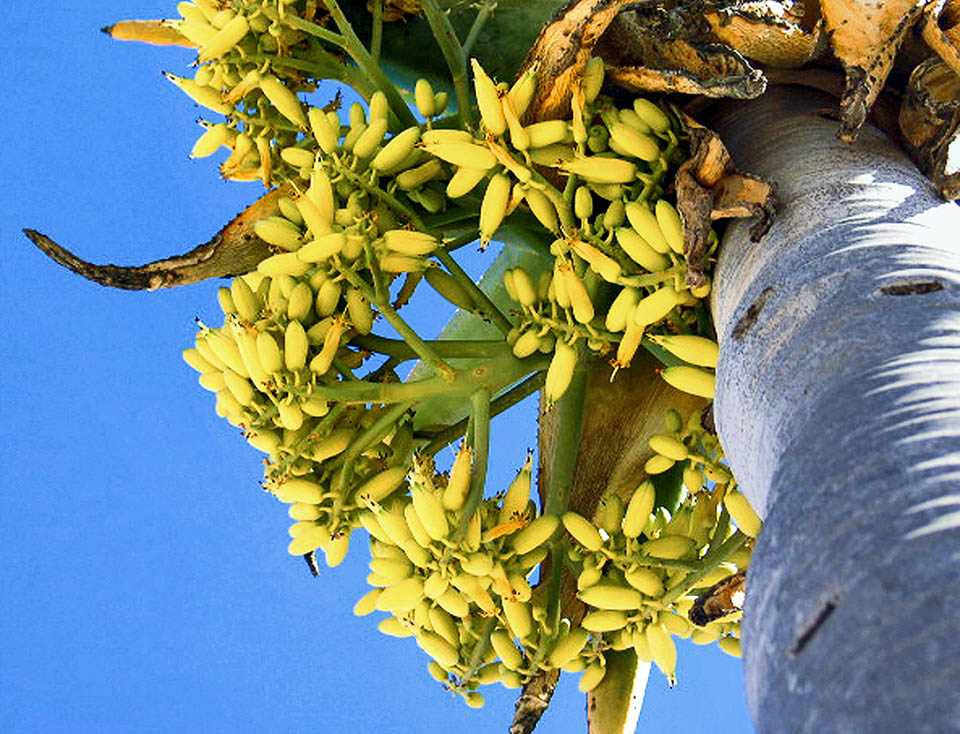 I vistosi fiori, lunghi 5 cm circa, sono formati da sei tepali saldati in una struttura tubulare gialla.
