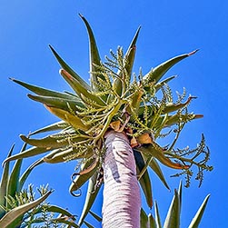 O*H様 Aloidendron pillansii アロイデンドロン ピランシ v-Aloidendron-pillansii.jpg
