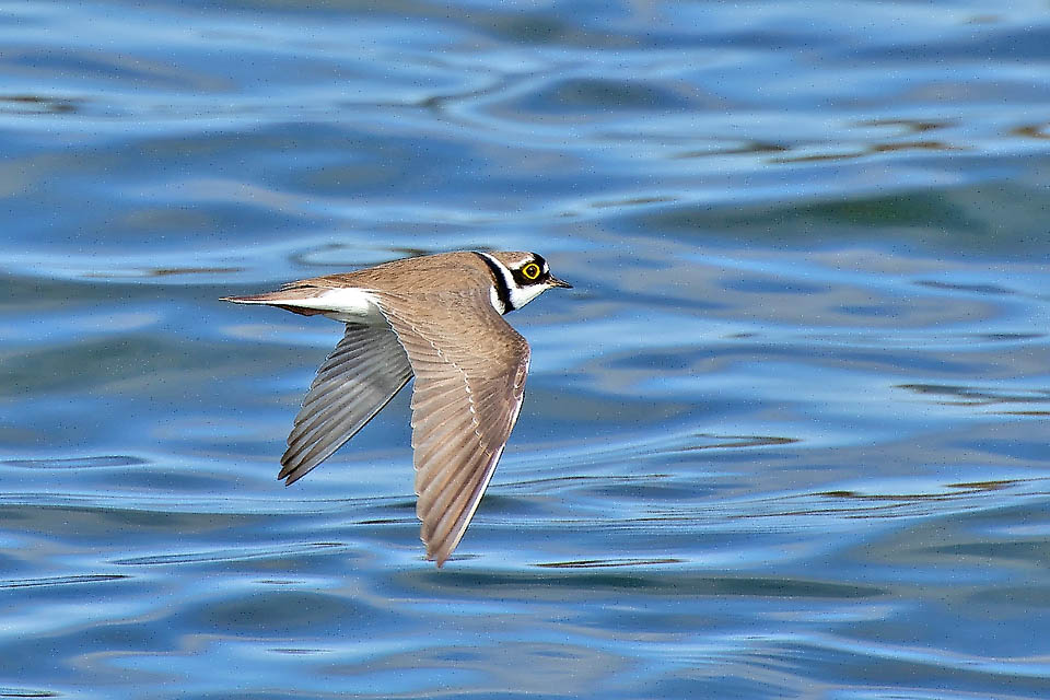 Il Corriere piccolo (Charadrius dubius) ha un areale molto vasto, che copre tutto il continente asiatico lambendo la parte settentrionale dell’Oceania e l’Europa.