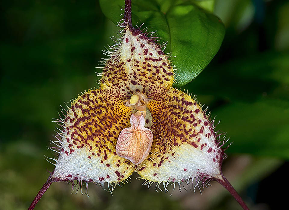 Dracula diana Dracula diana is a rare endemism of Colombia rainforests, present between 1200 and 1600 m on the Valle del Cauca Department, on the Western Cordillera.