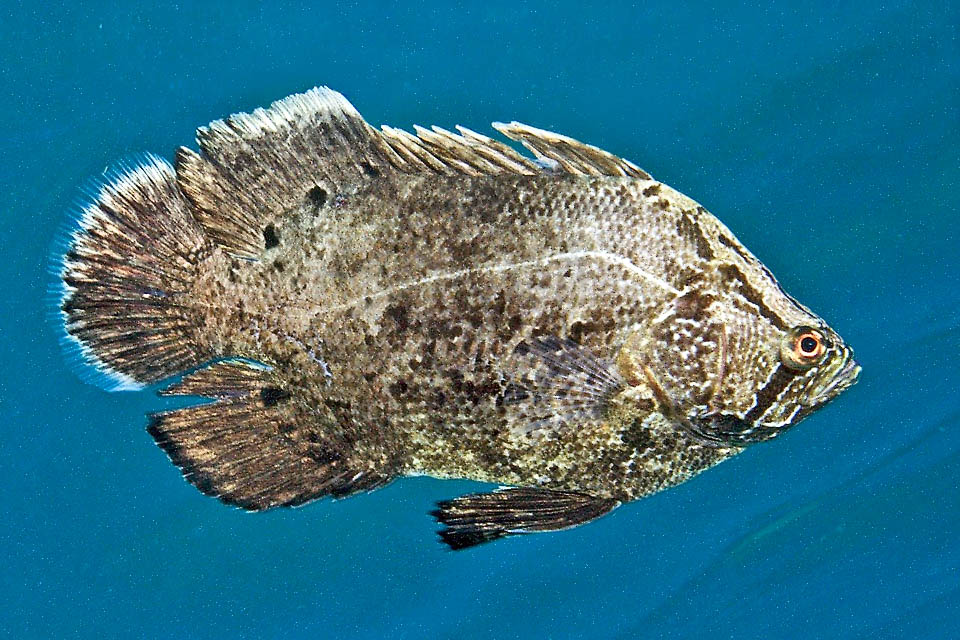 Lobotes surinamensis,Tripla coda atlantica, Pesce foglia Compresso lateralmente ma robusto, il pesce Tripla coda atlantica (Lobotes surinamensis) può superare 1 m di lunghezza e 19 kg.