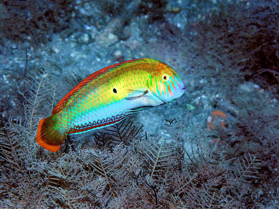 Xyrichtys splendens, Pesce rasoio verde