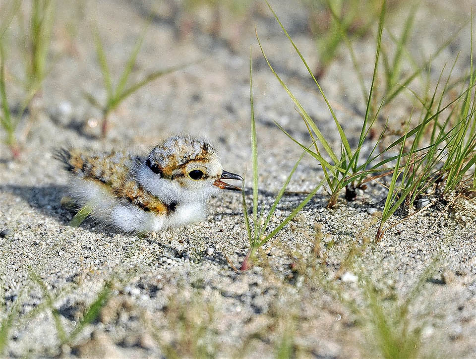 I piccoli, nidifugi, s’allontanano subito appena nati nei dintorni nascondendosi fra la vegetazione.