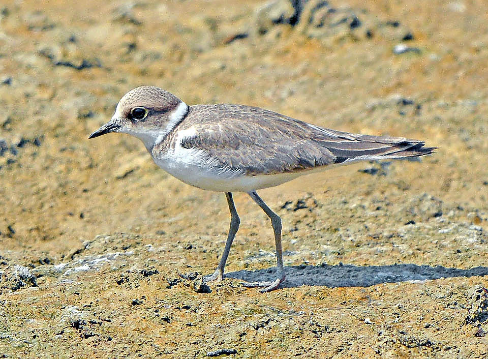 Quando imparano a volare i giovani assomigliano già agli adulti, ma con una livrea smorzata.