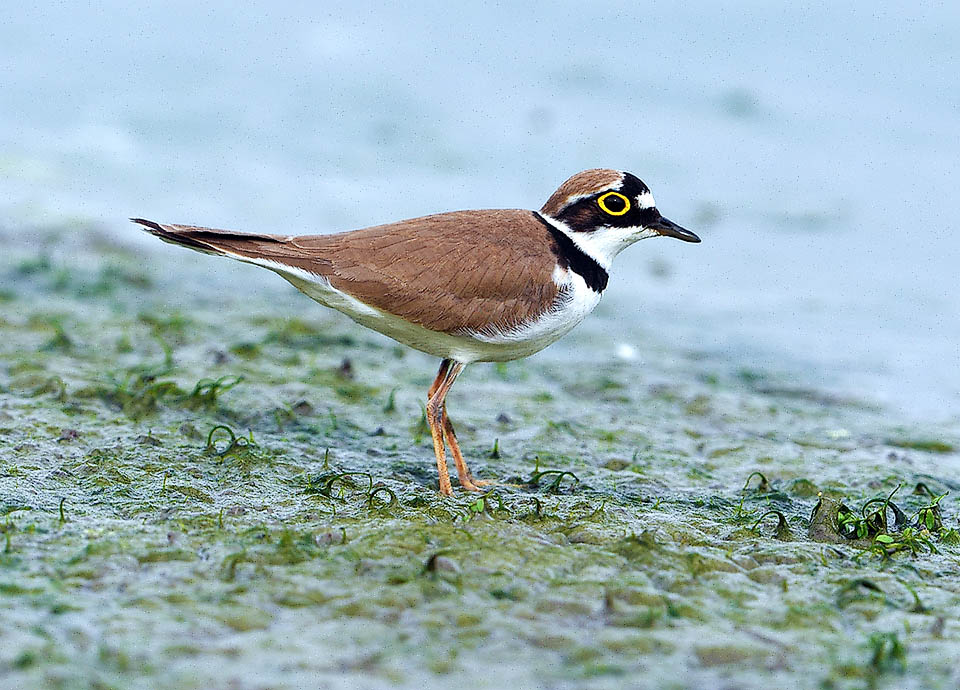 È molto simile e spesso confuso col Corriere grosso (Charadrius hiaticula), donde l'appellativo specifico di dubius, dubbio in latino
