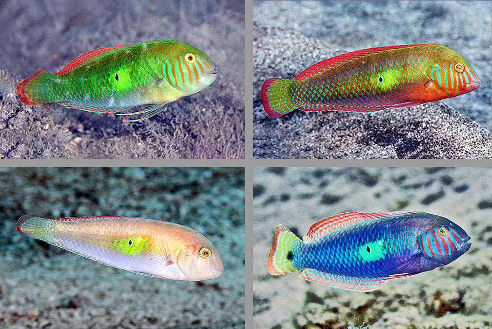 Xyrichtys splendens, Pesce rasoio verde Xyrichtys splendens è una specie con tre fasi di crescita ed una grande variabilità nei colori per effetto dei cromatofori. Qui alcune immagini della Fase Terminale, quella maschile, facilmente riconoscibile a prima vista per la zona chiara con macchia nera al centro dei fianchi.