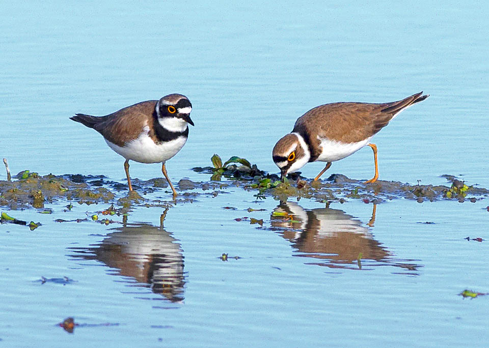 Anche se la nidificazione può avvenire lontano dall’acqua, si tratta di un limicolo che cerca il cibo lungo le sponde di fiumi, laghi e paludi.
