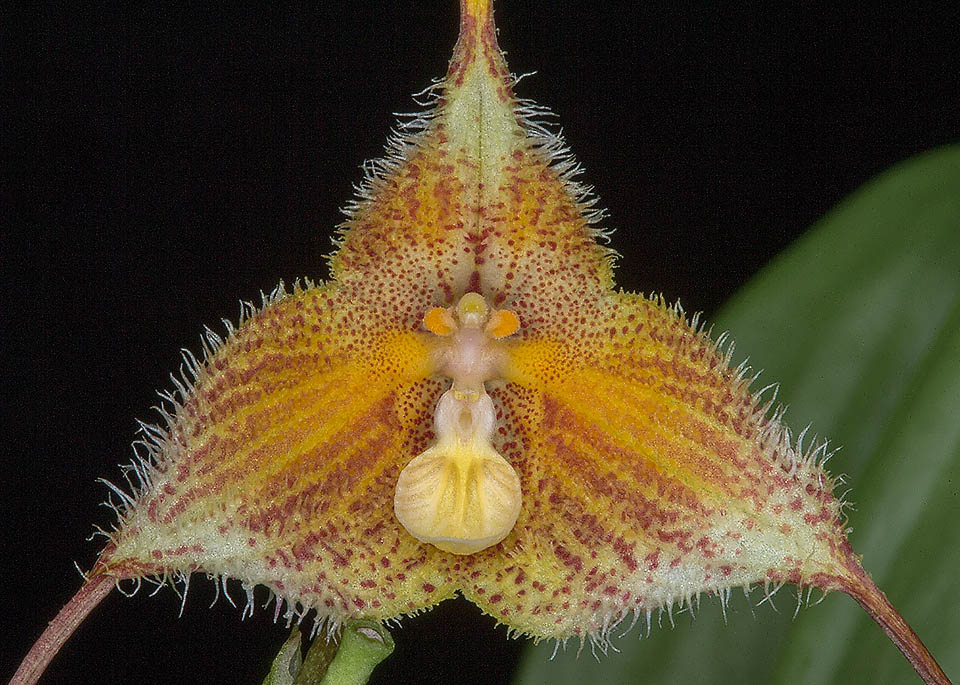 Dracula diana xanthina Dracula diana var. xanthina differs for the yellow shades of the flower instead of the typical red-brown colour of the species.