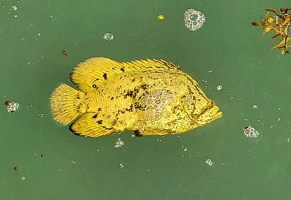 Lobotes surinamensis,Tripla coda atlantica, Pesce foglia I giovani di Lobotes surinamensis, gialli con macchie analoghe, nuotano spesso adagiati su un lato in superficie, simili a foglie fluttuanti alla deriva, donde anche il nome volgare di Pesce foglia.