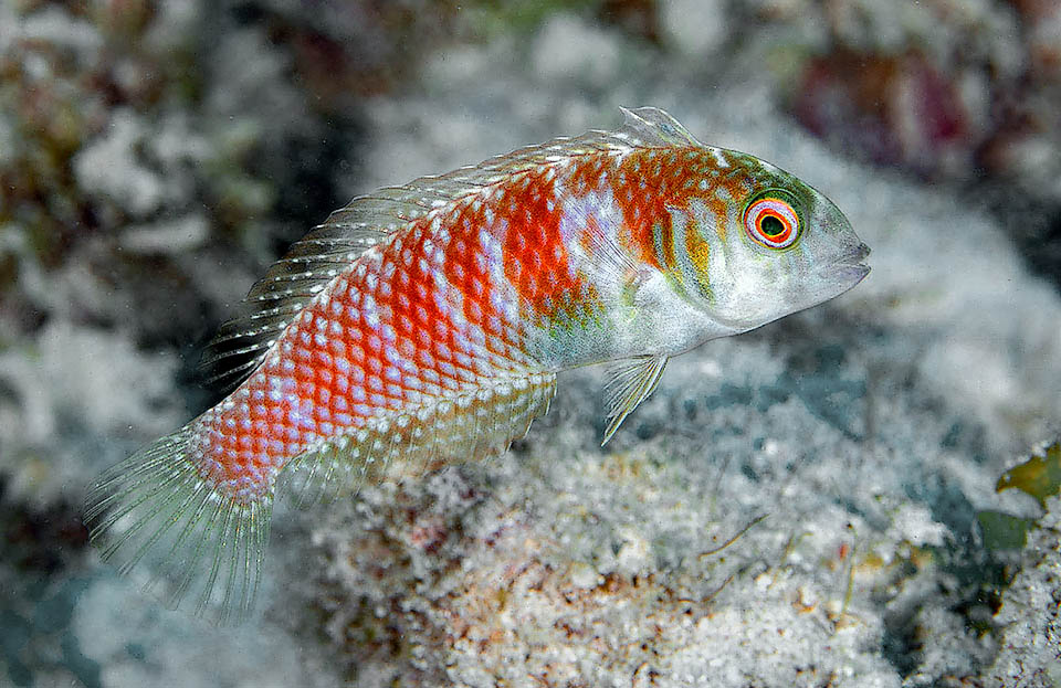 Xyrichtys splendens, Pesce rasoio verde Questa è invece la Fase Iniziale, con femmine ermafrodite proteroginiche che crescendo possono trasformarsi in maschi.
