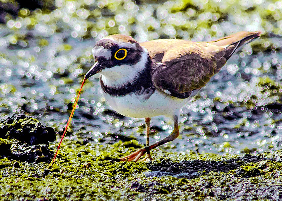 Qui ha trovato un verme, ma Charadrius dubius si nutre anche di piccoli molluschi, micro crostacei ed ogni sorta d’insetti, terrestri o acquatici.