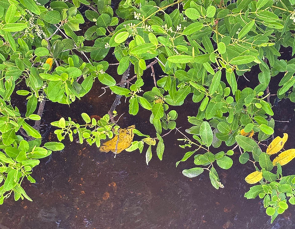 Lobotes surinamensis,Tripla coda atlantica, Pesce foglia Crescono sovente al riparo delle formazioni di mangrovie, ricche di piccole prede. Qui Laguncularia racemosa in fiore, nota come Mangrovia bianca.