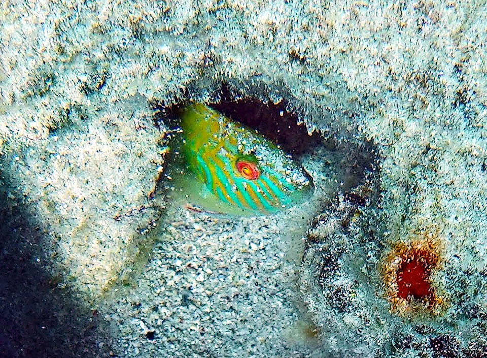 Xyrichtys splendens, Pesce rasoio verde In caso di pericolo Xyrichtys splendens s’insabbia sparendo alla vista dei predatori, e se il fondale è duro ammorbidisce con ripetuti tuffi una piccola zona rifugio nei paraggi.