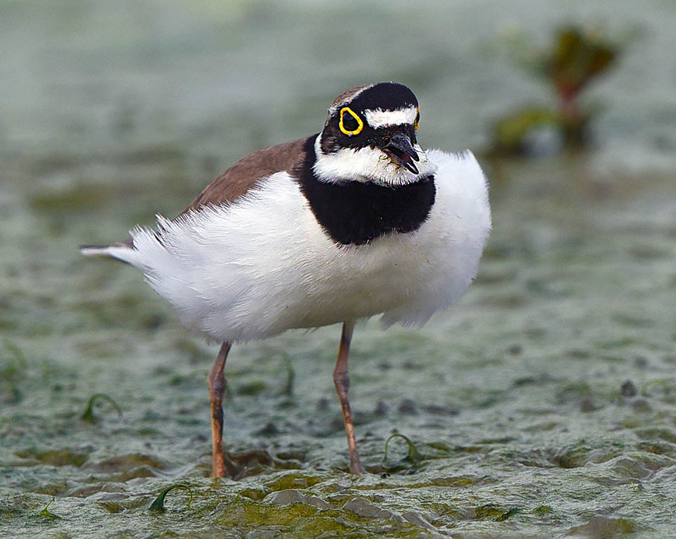 Non vi è dimorfismo sessuale, ma questa è una delle tipiche posizioni assunte da un maschio di Charadrius dubius in corteggiamento fra pigolii e corse sfrenate.