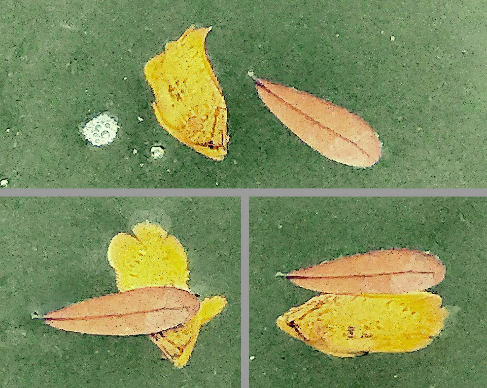 Lobotes surinamensis,Tripla coda atlantica, Pesce foglia Per spostarsi inosservato questo giovane Lobotes surinamensis ha visto una foglia caduta e non esita, istintivamente, a infilarsi sotto.