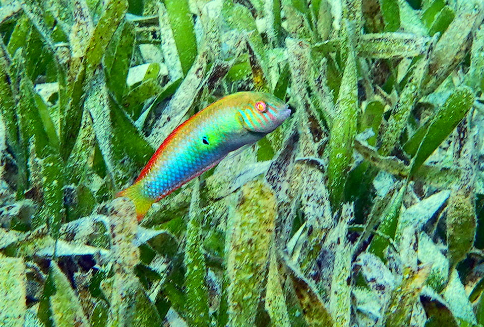 Xyrichtys splendens, Pesce rasoio verde Xyrichtys splendens può anche nascondersi fra le foglie delle praterie sommerse di fanerogame, dove trova piccole prede e la sua livrea mimetica passa molto spesso inosservata.