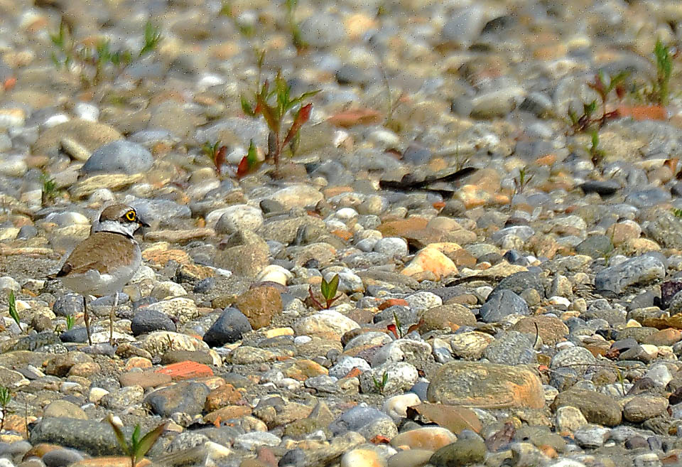 La livrea di Charadrius dubius è estremamente mimetica nei letti secchi dei fiumi, usati spesso per la nidificazione.