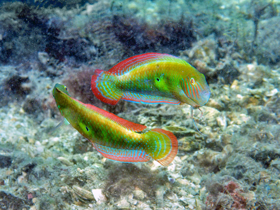 Xyrichtys splendens, Pesce rasoio verde Disputa fra maschi. Questi hanno un harem e un territorio dove lasciano entrare solo le femmine. La riproduzione avviene verso sera in superficie con la compagna di turno.