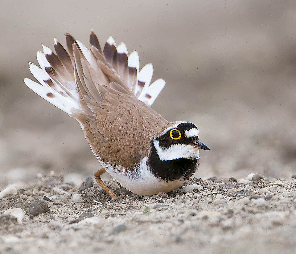 Ora il maschio di Charadrius dubius, inclinato in avanti con la coda aperta a ventaglio, indica alla femmina il luogo per deporre.