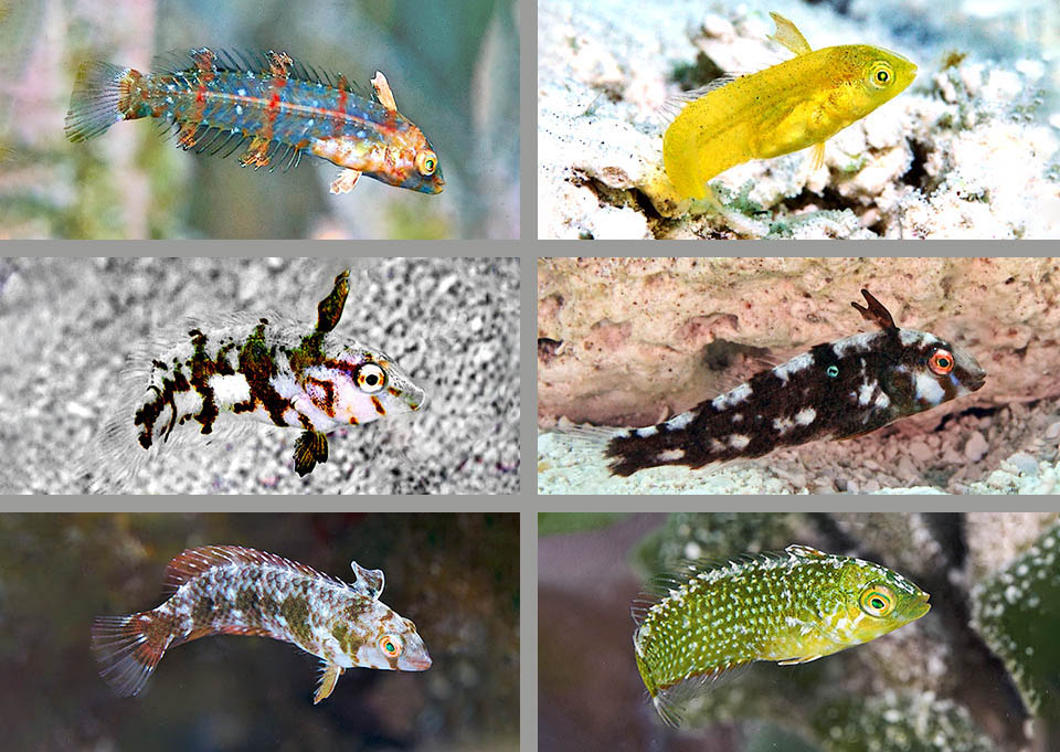 Xyrichtys splendens, Pesce rasoio verde Variabilità cromatiche della Fase Giovanile di Xyrichtys splendens, caratterizzata dai primi due raggi della pinna dorsale vistosamente allungati e spesso 3 barre verticali scure.