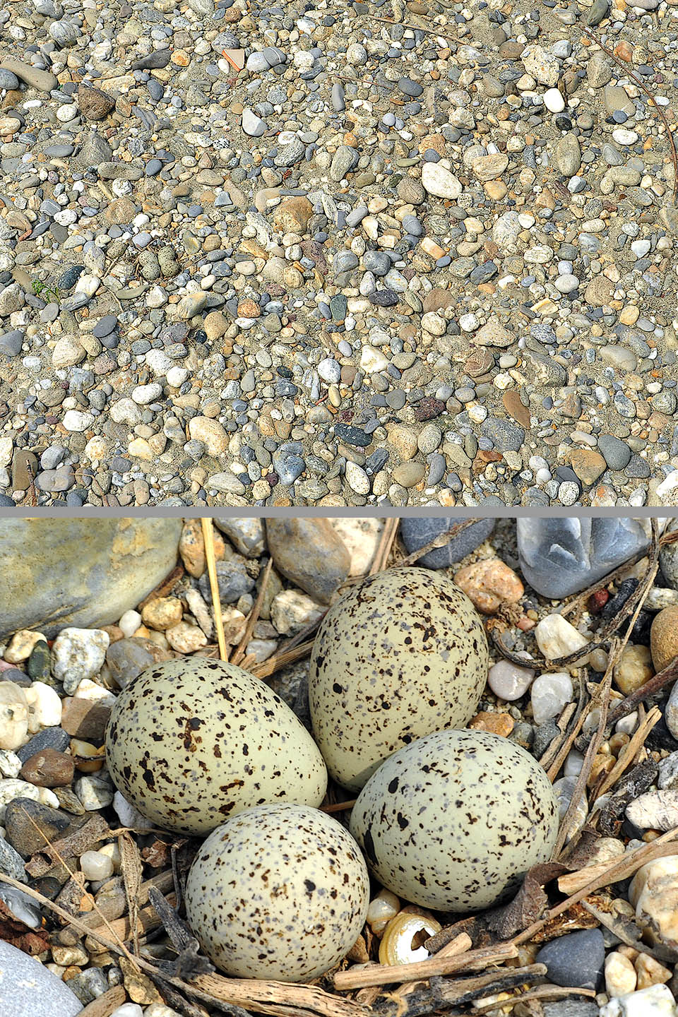 Il nido di Charadrius dubius, in genere con 4 uova, è una leggera depressione scavata dal maschio sul greto sassoso, visibile qui a stento nella panoramica in alto.