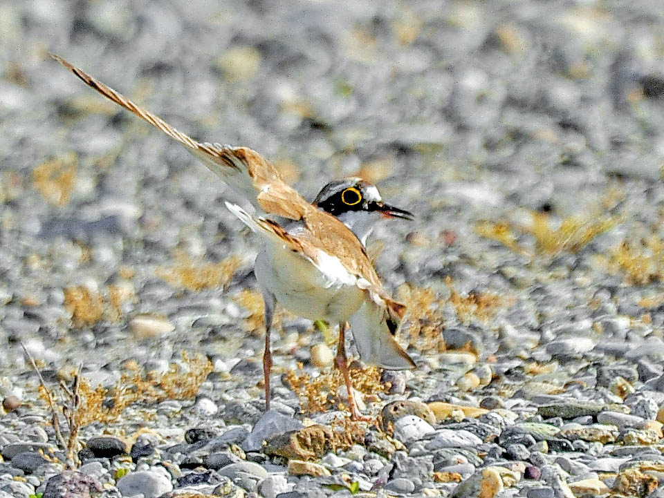 Se s’avvicina un predatore, le femmine l’attirano spesso lontano dal nido fingendo d’avere un’ala spezzata, e dopo averlo sviato volano via, fulminee, con un balzo.