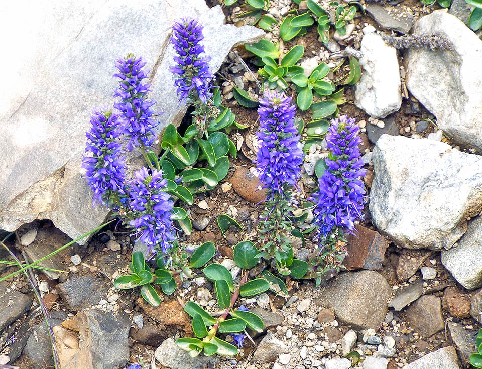 Veronica allionii Il fusto di Veronica allionii, legnoso alla base e prostrato nella parte iniziale, raggiunge i 15 cm d’altezza radicando ai nodi. La specie è tradizionalmente usata per infusi digestivi.