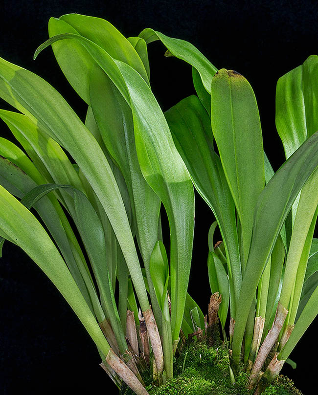 Dracula terborchii &egrave; un&rsquo;orchidea epifita cespitosa di medie dimensioni, endemica delle umide foreste d&rsquo;altitudine dell&rsquo;Ecuador. Le foglie, coriacee, carenate e ristrette in basso, sono avvolte alla base da 2 o 3 guaine tubolari.