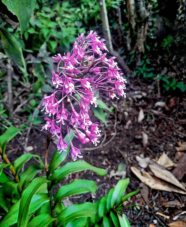 Epidendrum atacazoicum Epidendrum atacazoicum, qui ritratto nell'umida foresta della Cuenca in Ecuador, è una vistosa orchidea epifita, litofita o terricola, presente sul versante pacifico delle Ande fra 380 a 2.900 m d'altitudine.