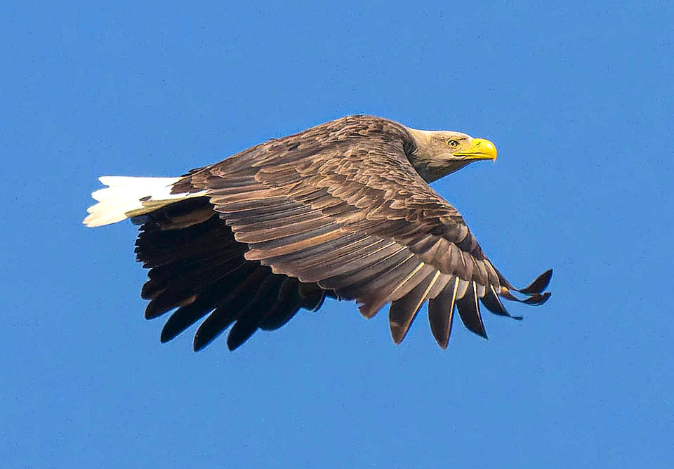 Per la pupilla nerissima con iride gialla o perlacea, Haliaeetus albicilla ha uno sguardo terrificante e nessun nemico perch&eacute; il suo enorme becco pu&ograve; lacerare qualunque preda.