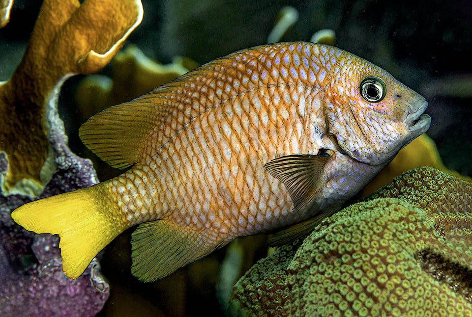 Microspathodon chrysurus, Castagnola dalla coda gialla Microspathodon chrysurus è frequente dalla Florida e le Bermuda al Messico, America centrale, Cuba e Antille, e poi, dopo una discontinuità, in Brasile fino a Rio de Janeiro.