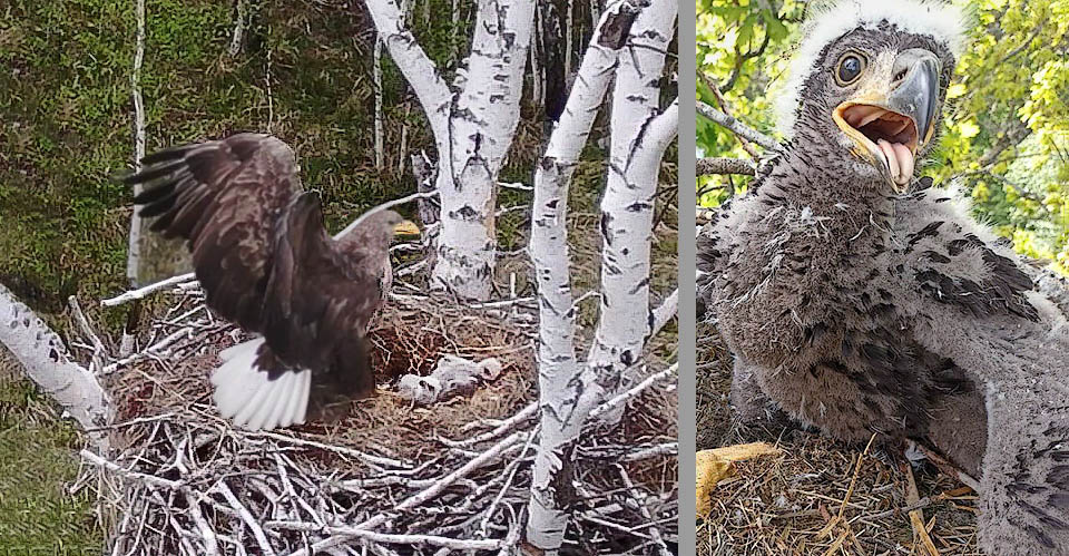 Vengono deposte fino a tre uova incubate a turno per circa 6 settimane da entrambi i genitori. Qui a sinistra un nido con tre piccoli e a destra un pullo affamato in crescita.
