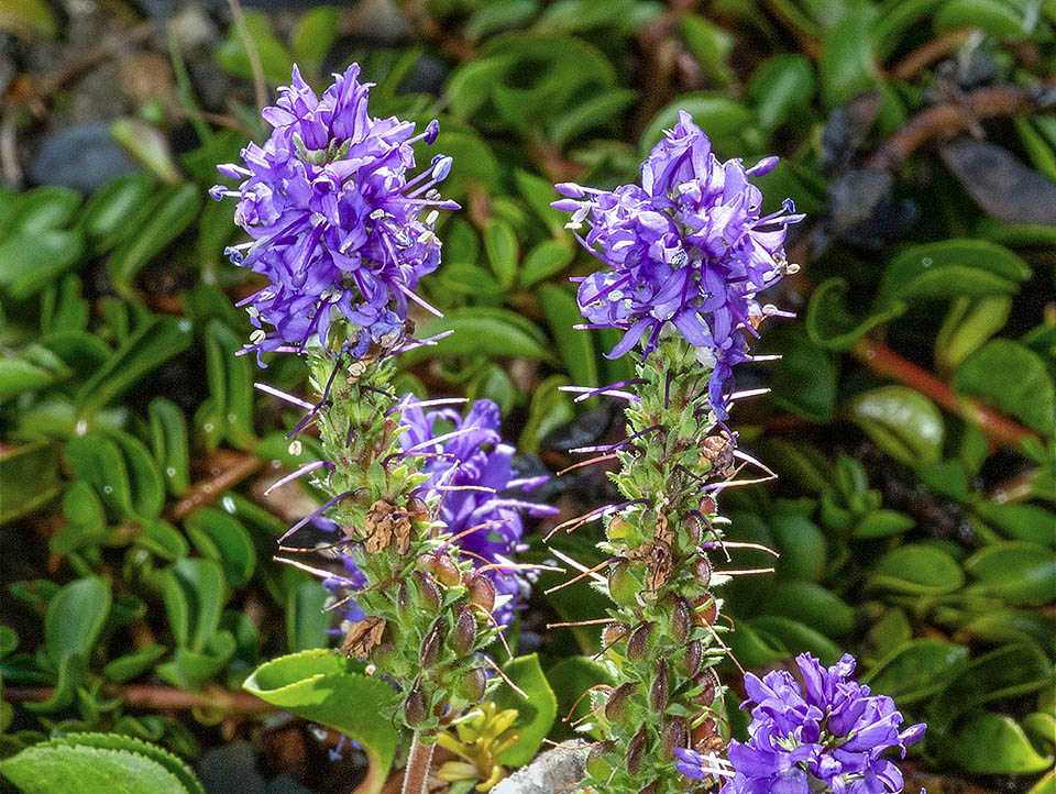 Veronica allionii Endemica delle Alpi occidentali e protetta in varie località come in Val d'Aosta, Veronica allionii cresce tra 1500 e 2900 m d'altitudine.