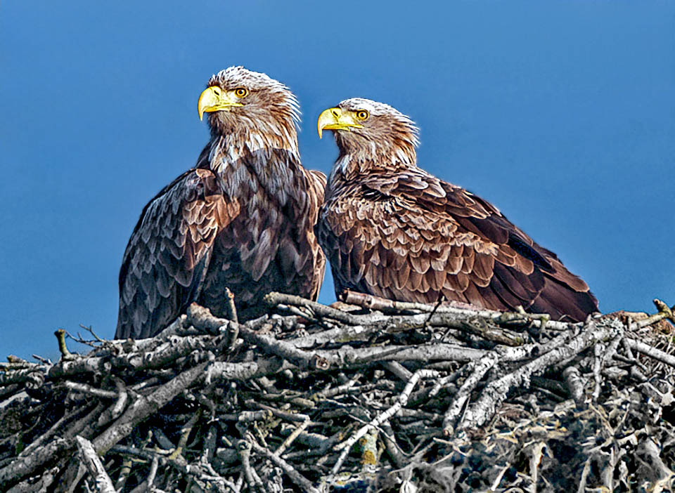 Ecco i due sul nido, posto su roccioni prospicienti il mare o grossi alberi ad altezze spesso notevoli. Arricchito con rami, aumenta di volume ogni anno, talora fino a collassare.