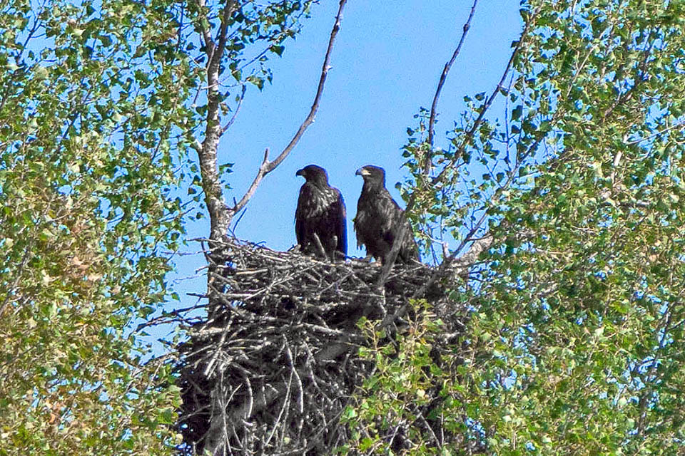 Due giovani, ormai grandi, stanno per abbandonare il nido. Haliaeetus albicilla vive bene in cattivit&agrave; e non &egrave; considerato oggi una specie a rischio.