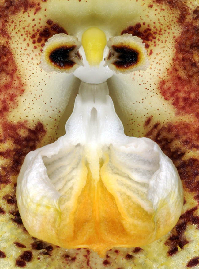 Il labello di Dracula terborchii &egrave; bianco, suddiviso in due porzioni. Quella apicale si presenta concava con lati involuti e vistose carene..