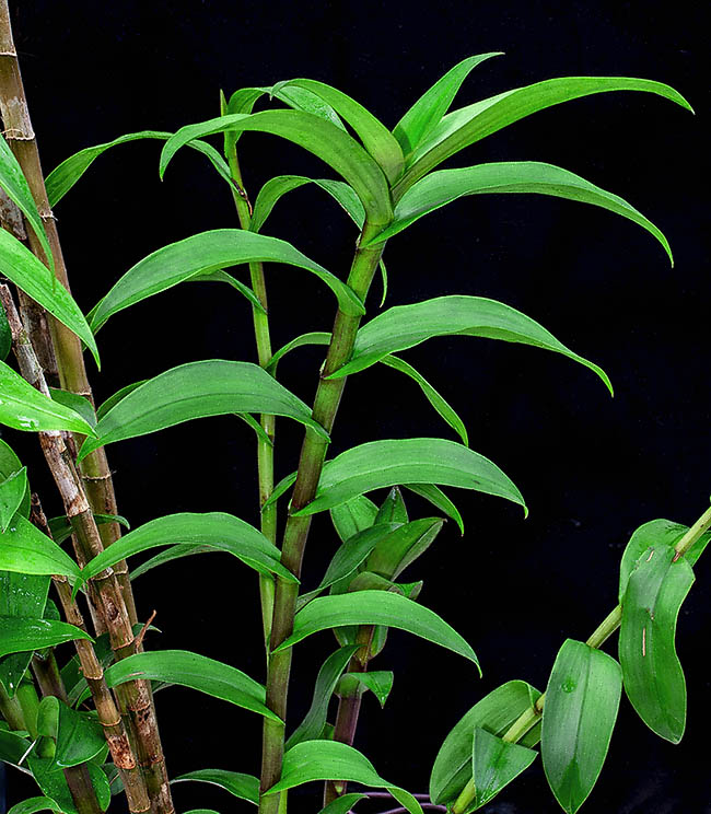 Epidendrum atacazoicum I fusti eretti, simili a canne, sono avvolti dalle guaine fogliari e raggiungono i 70 cm d’altezza.