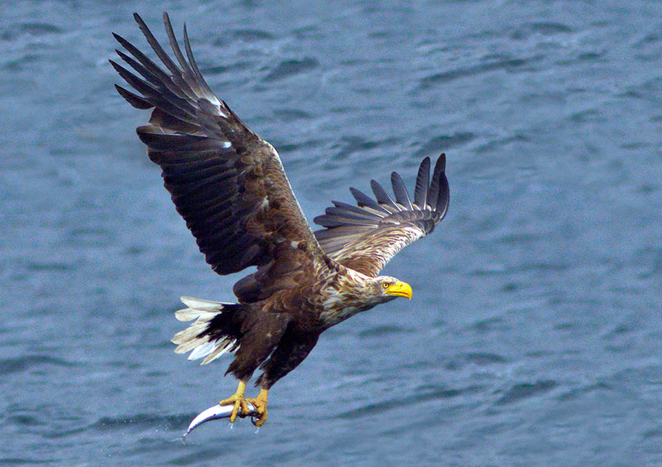 Si nutre di uccelli, mammiferi, rettili, carogne ma soprattutto di pesci afferrati in superficie, maestro com&rsquo;&egrave; di pesca al volo.