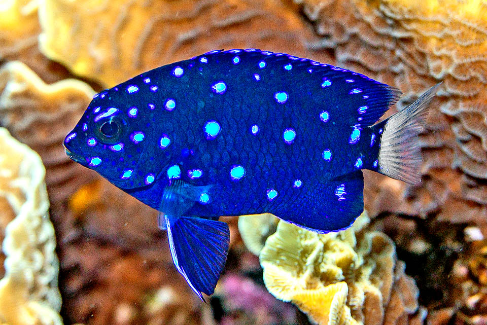 Microspathodon chrysurus, Castagnola dalla coda gialla I giovani di Microspathodon chrysurus hanno una livrea completamente diversa, blu scuro con luminose macchie blu elettrico, tanto che i ricercatori pensavano si trattasse di due specie distinte.