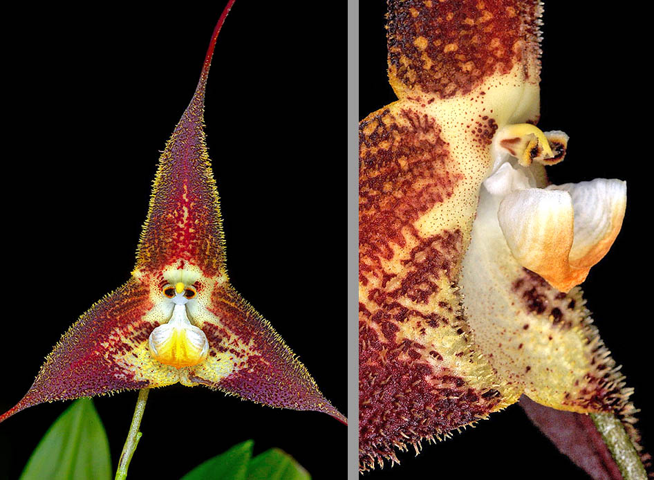 Il fiore di Dracula terborchii, qui ingrandito a destra, &egrave; portato da tre sepali violacei con apice contratto nella coda sottile &egrave; molto allungata tipica del genere Dracula.