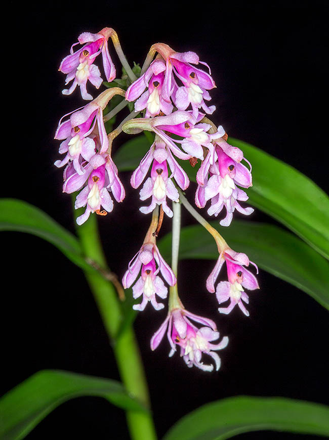 Epidendrum atacazoicum L’infiorescenza, a pannocchia terminale piramidale, può raggiungere i 23 cm con 200 fiori senza profumo.
