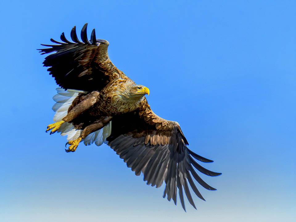 Per vivere ha bisogno di almeno mezzo chilo di carne al giorno, e dove il cibo non manca raggiunge anche i 7 kg con 240 cm d&rsquo;apertura alare.