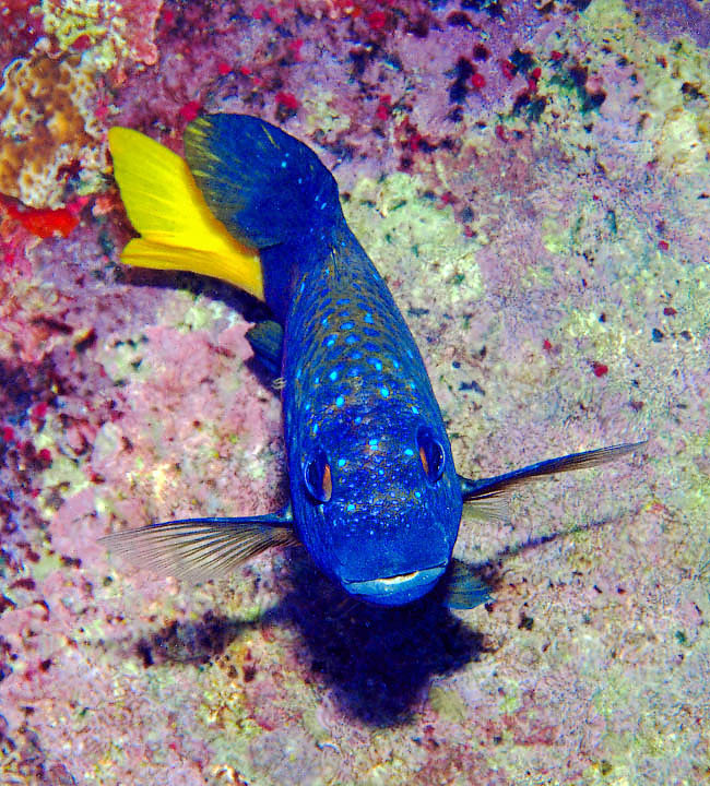 Microspathodon chrysurus, Castagnola dalla coda gialla Poi, crescendo, le macchie sui fianchi sbiadiscono ed appare la caratteristica coda gialla che ha dato il nome alla specie.