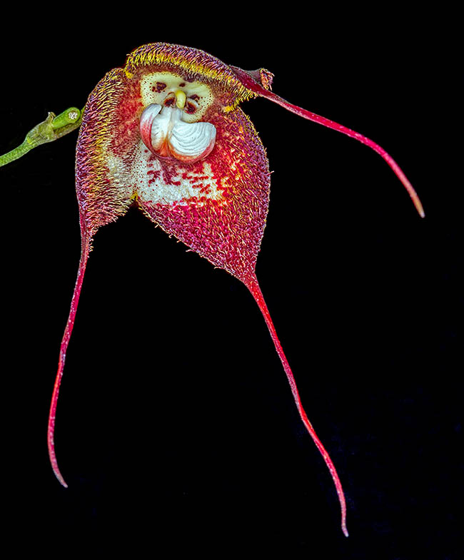 Il labello di Dracula terborchii ha l&rsquo;aspetto e il profumo dei funghi. Le mosche drosofile, che vivono di questi nel sottobosco, vengono quindi attirate e visitando altre piante si occupano del trasporto pollinico.