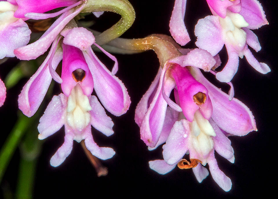 Epidendrum atacazoicum Sono impollinati da lepidotteri diurni o piccoli ditteri, e nella tradizione popolare vengono detti per il loro aspetto "Omini di pan di zenzero".