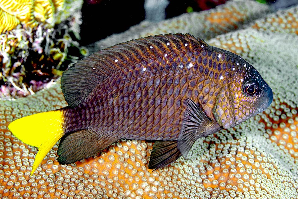 Microspathodon chrysurus, Castagnola dalla coda gialla Gli adulti si nutrono per lo più di cianobatteri, detti un tempo alghe azzurre, ed i giovani dei polipi del Corallo di fuoco, divorando capsule urticanti e microalghe simbionti.