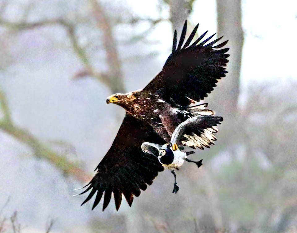 Qui ha afferrato un&rsquo;Oca facciabianca (Branta leucopsis), ma &egrave; solo l&rsquo;aperitivo e la caccia continua in pratica tutto il giorno.