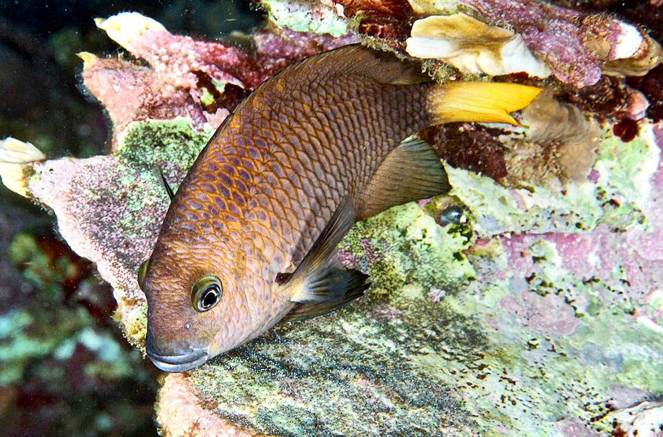 Microspathodon chrysurus, Castagnola dalla coda gialla I maschi ripuliscono all’alba una parcella di corallo morto, una sorta di nido dove la femmina incollerà le uova. Microspathodon chrysurusnon non è una specie in pericolo.